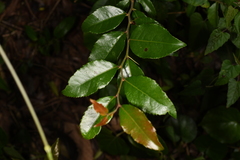 Xylosma pseudosalzmannii