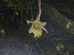 Chondroscaphe embreei