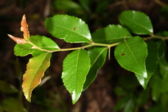 Xylosma pseudosalzmannii