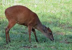 Cephalophorus natalensis natalensis