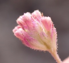 Boerhavia purpurascens