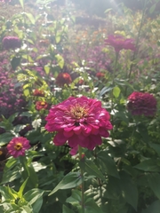 Zinnia elegans