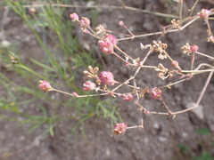 Boerhavia purpurascens