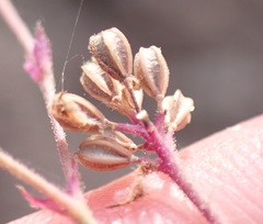 Boerhavia purpurascens
