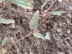 Boerhavia purpurascens