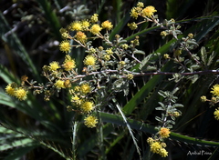Mimosa rocae