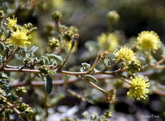 Mimosa rocae