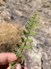 Myriopteris fendleri