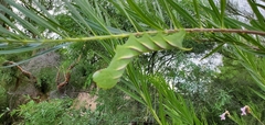 Manduca rustica