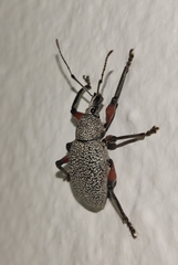 Otiorhynchus rhacusensis