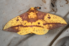 Eacles imperialis magnifica