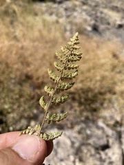 Myriopteris fendleri