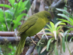 Orthogonys chloricterus