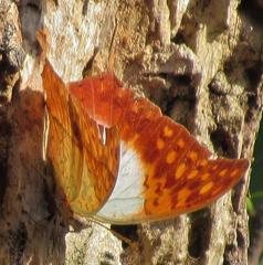Charaxes varanes varanes