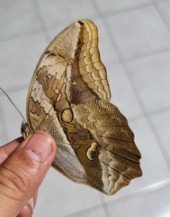 Eryphanis lycomedon