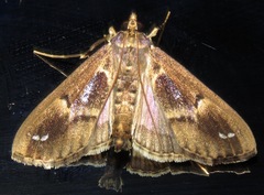 Diaphania costaricalis