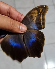 Eryphanis lycomedon