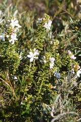 Philotheca hispidula