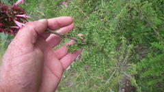 Syncolostemon densiflorus