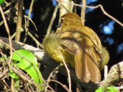 Chlorocichla flaviventris flaviventris