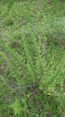 Syncolostemon densiflorus