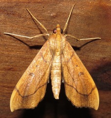 Anarmodia