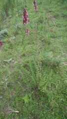 Syncolostemon densiflorus