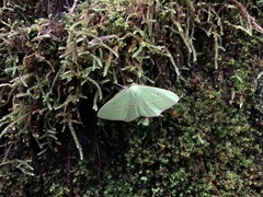 Tanaoctenia haliaria