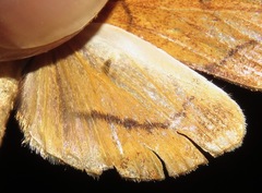 Anarmodia