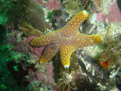 Callopatiria formosa