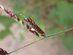 Eriochloa acuminata