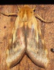 Pseudohemihyalea daraba