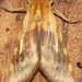 Pseudohemihyalea daraba - Photo (c) Rich Hoyer, some rights reserved (CC BY-NC-SA), uploaded by Rich Hoyer