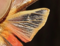 Pseudohemihyalea daraba