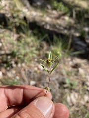 Melampodium strigosum