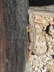 Sceloporus occidentalis