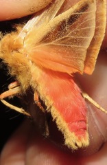 Pseudohemihyalea daraba