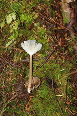 Ampulloclitocybe avellaneialba