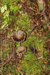 Ampulloclitocybe avellaneialba