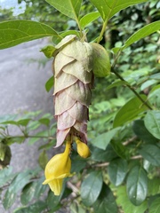 Gmelina philippensis