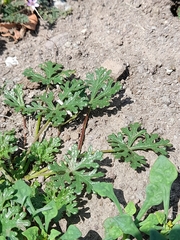 Cristaria dissecta