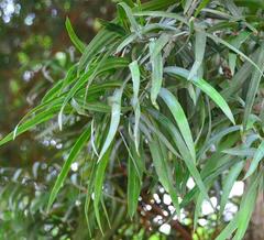 Podocarpus henkelii