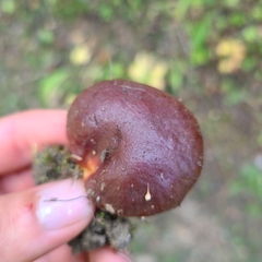 Suillus clintonianus