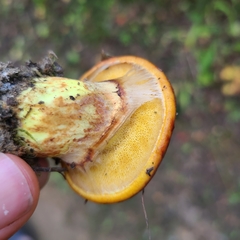 Suillus clintonianus