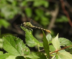 Erpetogomphus crotalinus