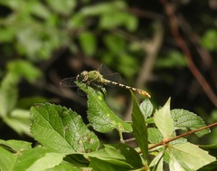 Erpetogomphus crotalinus