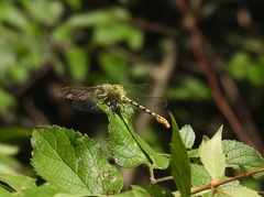 Erpetogomphus crotalinus