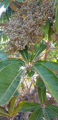 Didymopanax