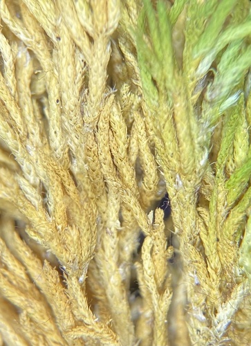 Claopodium rostratum
