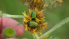 Leucocelis